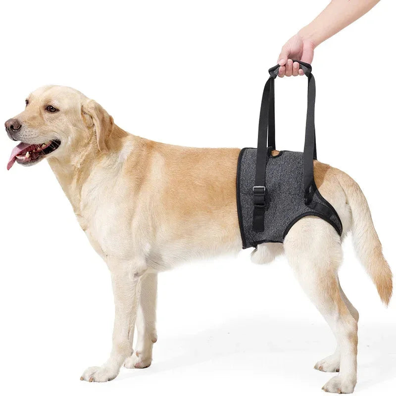 Large dog wearing gray mobility support harness with lift handle, assistive pet gear