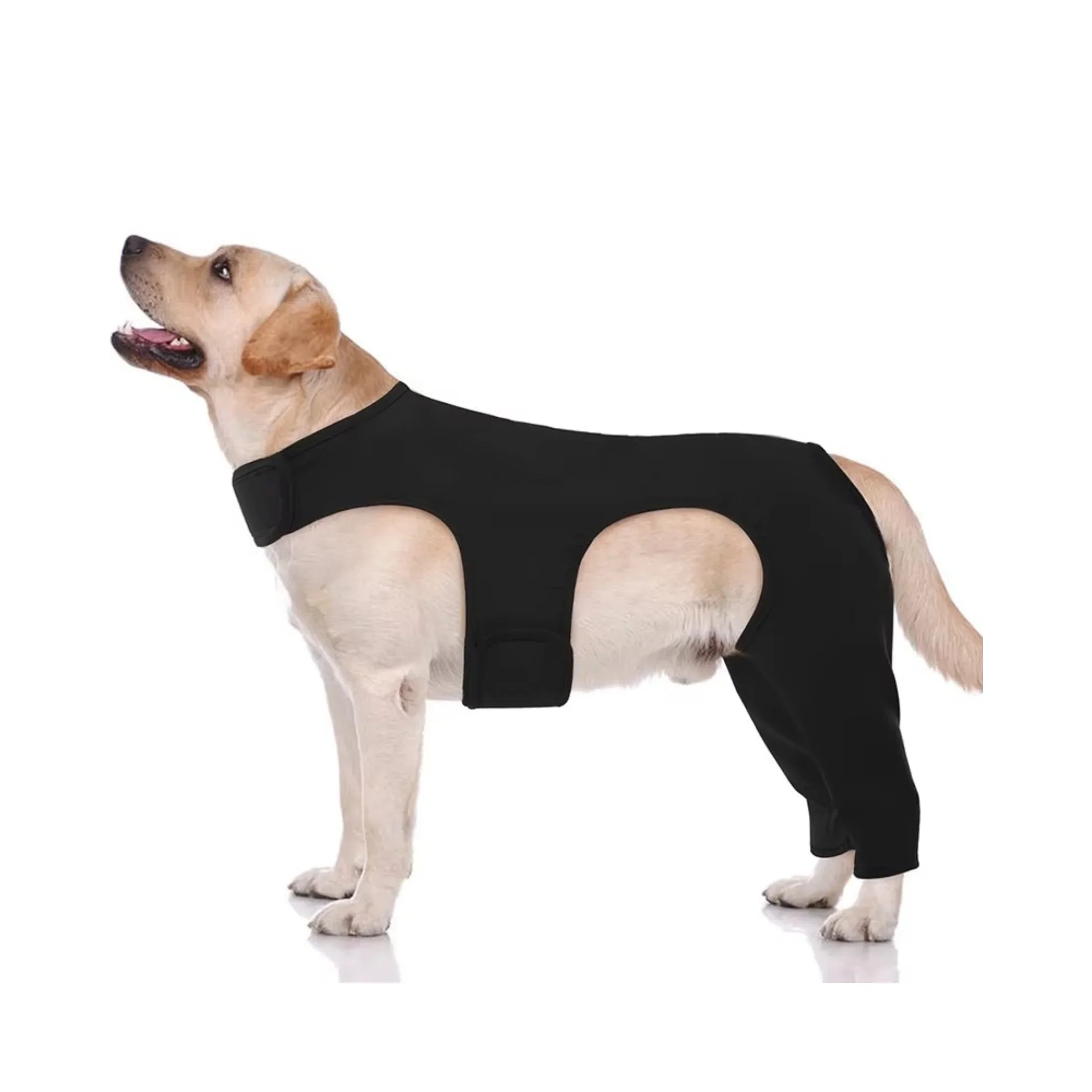 Labrador dog wearing black full-body recovery suit on white background
